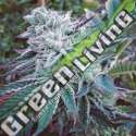 10 UND FEM - CHEESE CAKE COOKIES THE KUSH BROTHERS SEEDS 10 UND FEMINIZADA