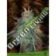 10 UND FEM - BANANA SHERBET THE KUSH BROTHERS SEEDS 10 UND FEMINIZADA
