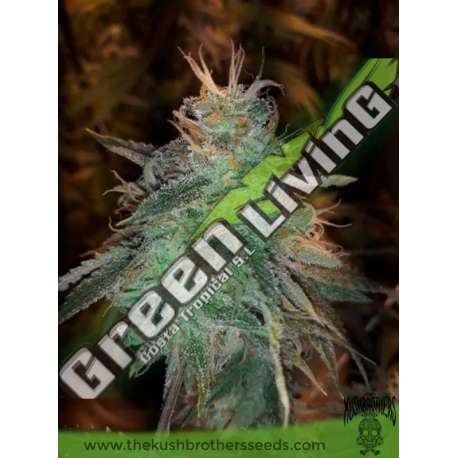 10 UND FEM - BANANA SHERBET THE KUSH BROTHERS SEEDS 10 UND FEMINIZADA