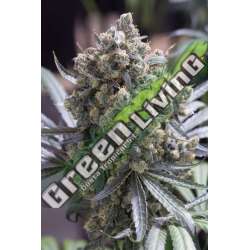 10 UND FEM - FAST FLOWERING GREEN CRACK HUMBOLDT 10 UND FEMINIZADAS