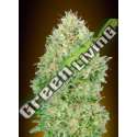 25 UND FEM - PINEAPPLE GLUE ADVANCED SEEDS 25 UND FEM