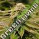 10 UND FEM - GORILLA BREATH 100% HUMBOLDT 10 UND FEMINIZADAS