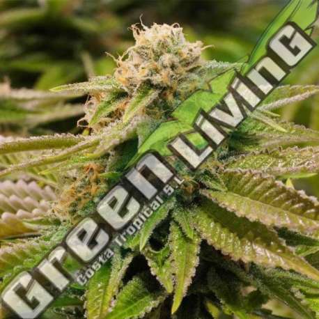 10 UND FEM - GORILLA BREATH 100% HUMBOLDT 10 UND FEMINIZADAS