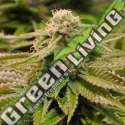 10 UND FEM - GORILLA BREATH 100% HUMBOLDT 10 UND FEMINIZADAS