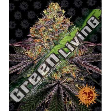 10 UND FEM - WATERMELON ZKITTLEZ BARNEY'S FARM 10 UND FEMINIZADAS