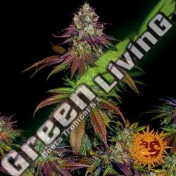 10 UND FEM - MIMOSA EVO BARNEY'S FARM 10 UND FEMINIZADAS
