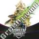 12 UND FEM - GORILLA GHOST - DRAFT LINE BSF SEEDS 12 UND FEMINIZADAS