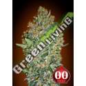 25 UND FEM - CHEESE BERRY 00SEEDS 25 UND FEMINIZADAS
