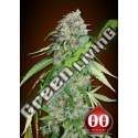 25 UND FEM - CHOCOLATE SKUNK CBD 00SEEDS 25 UND FEMINIZADAS