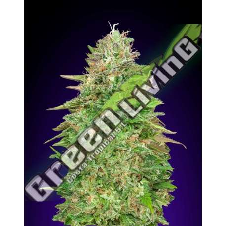 25 UND FEM - CRITICAL POISON FAST 00SEEDS 25 UND FEMINIZADAS
