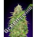25 UND FEM - CRITICAL POISON FAST 00SEEDS 25 UND FEMINIZADAS