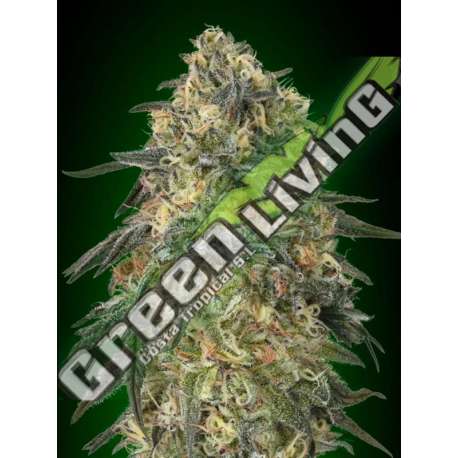 25 UND FEM - GORILLA 00SEEDS 25 UND FEMINIZADAS