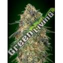 25 UND FEM - GORILLA 00SEEDS 25 UND FEMINIZADAS