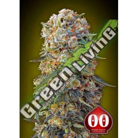 25 UND FEM - SWEET CRITICAL 00SEEDS 25 UND FEMINIZADAS