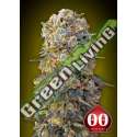 25 UND FEM - SWEET CRITICAL 00SEEDS 25 UND FEMINIZADAS