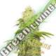 10 UND FEM - LA JEFA SUPER STRAINS 10 UND FEMINIZADAS