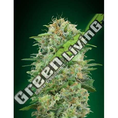 25 UND FEM - WHITE WIDOW CBD 00SEEDS 25 UND FEMINIZADAS