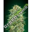 25 UND FEM - WHITE WIDOW CBD 00SEEDS 25 UND FEMINIZADAS