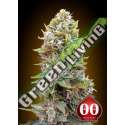 25 UND FEM - AUTO CHEESE BERRY 00SEEDS 25 UND FEMINIZADAS