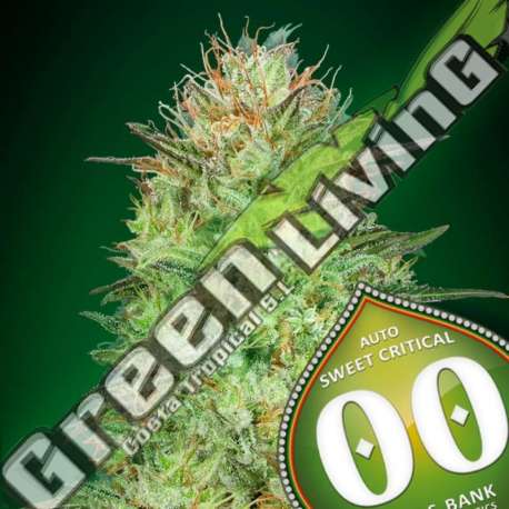 25 UND FEM - AUTO SWEET CRITICAL 00SEEDS 25 UND FEMINIZADAS