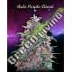 25 UND FEM - AUTO PURPLE DIESEL ADVANCED SEEDS 25 UND FEM