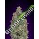 25 UND FEM - CRITICAL PURPLE KUSH ADVANCED SEEDS 25 UND FEM