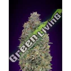 25 UND FEM - CRITICAL PURPLE KUSH ADVANCED SEEDS 25 UND FEM