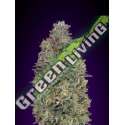 25 UND FEM - CRITICAL PURPLE KUSH ADVANCED SEEDS 25 UND FEM