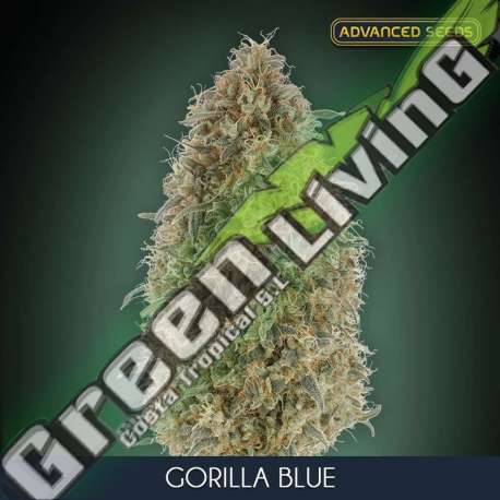 25 UND FEM - GORILLA BLUE ADVANCED SEEDS 25 UND FEM