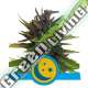 10 UND FEM - PURPLEMATIC CBD ROYAL QUEEN 10 UND FEMINIZADA