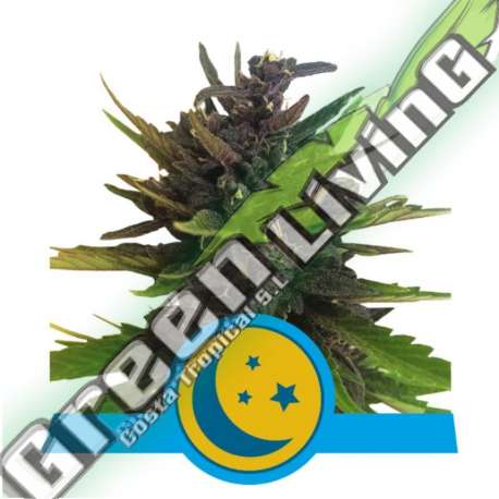 10 UND FEM - PURPLEMATIC CBD ROYAL QUEEN 10 UND FEMINIZADA