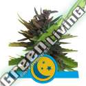 10 UND FEM - PURPLEMATIC CBD ROYAL QUEEN 10 UND FEMINIZADA