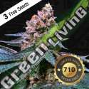 6 UND FEM - BLACK APPLE HITCHCOCK - FREE 710 LIMITED 7+1 PACK T.H. SEEDS 6 UND FEMINIZADAS