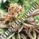 10 UND FEM - DOSIDOSS THE KUSH BROTHERS SEEDS 10 UND FEMINIZADA