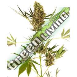 10 UND FEM - ALPINE DELIGHT CBD AUTO SENSI SEEDS FEMINIZADA 10 UND