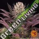10 UND FEM - MIMOSA X ORANGE PUNCH BARNEY'S FARM 10 UND FEMINIZADAS