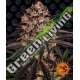 10 UND FEM - BISCOTTI MINTZ BARNEY'S FARM 10 UND FEMINIZADAS