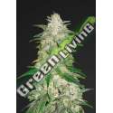 10 UND FEM - GELATO AUTO FASTBUDS SEEDS FEMINIZADA 10 UND