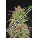 10 UND FEM - SMOOTHIE AUTO FASTBUDS SEEDS FEMINIZADA 10 UND