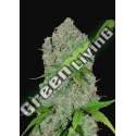 10 UND FEM - ORANGE SHERBET AUTO FASTBUDS SEEDS FEMINIZADA 10 UND