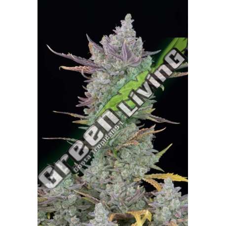 10 UND FEM - GORILLA COOKIES AUTO FASTBUDS SEEDS FEMINIZADA 10 UND