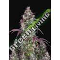 10 UND FEM - LEMON PIE AUTO FASTBUDS SEEDS FEMINIZADA 10 UND