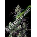 10 UND FEM - MIMOSA CAKE AUTO FASTBUDS SEEDS FEMINIZADA 10 UND