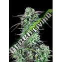 10 UND FEM - STRAWBERRY BANANA AUTO FASTBUDS SEEDS FEMINIZADA 10 UND