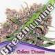 10 UND FEM - GELATO DREAM ANESIA SEEDS 10 FEMINIZADAS