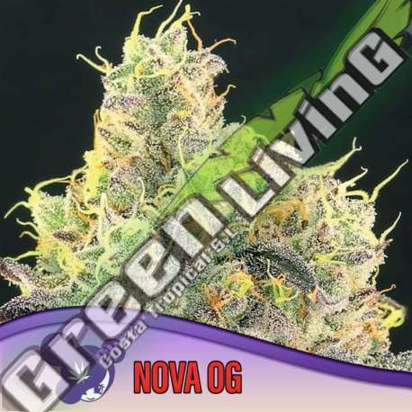 10 UND FEM - NOVA OG ANESIA SEEDS 10 FEMINIZADAS