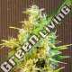 5 UND FEM - CBG AUTO KANNABIA SEEDS 5 UND FEMINIZADAS