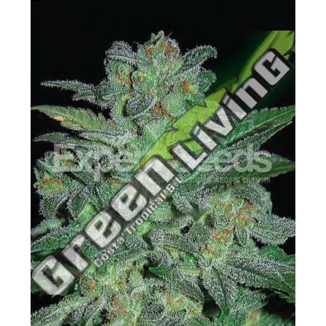 15 UND FEM - NORTHERN LIGHTS EXPERT SEEDS 15 UND FEMINIZADAS