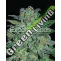 15 UND FEM - NORTHERN LIGHTS EXPERT SEEDS 15 UND FEMINIZADAS