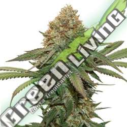 25 UND FEM - FRUIT CAKE SEEDSTOCKERS 25 UND FEMINIZADAS